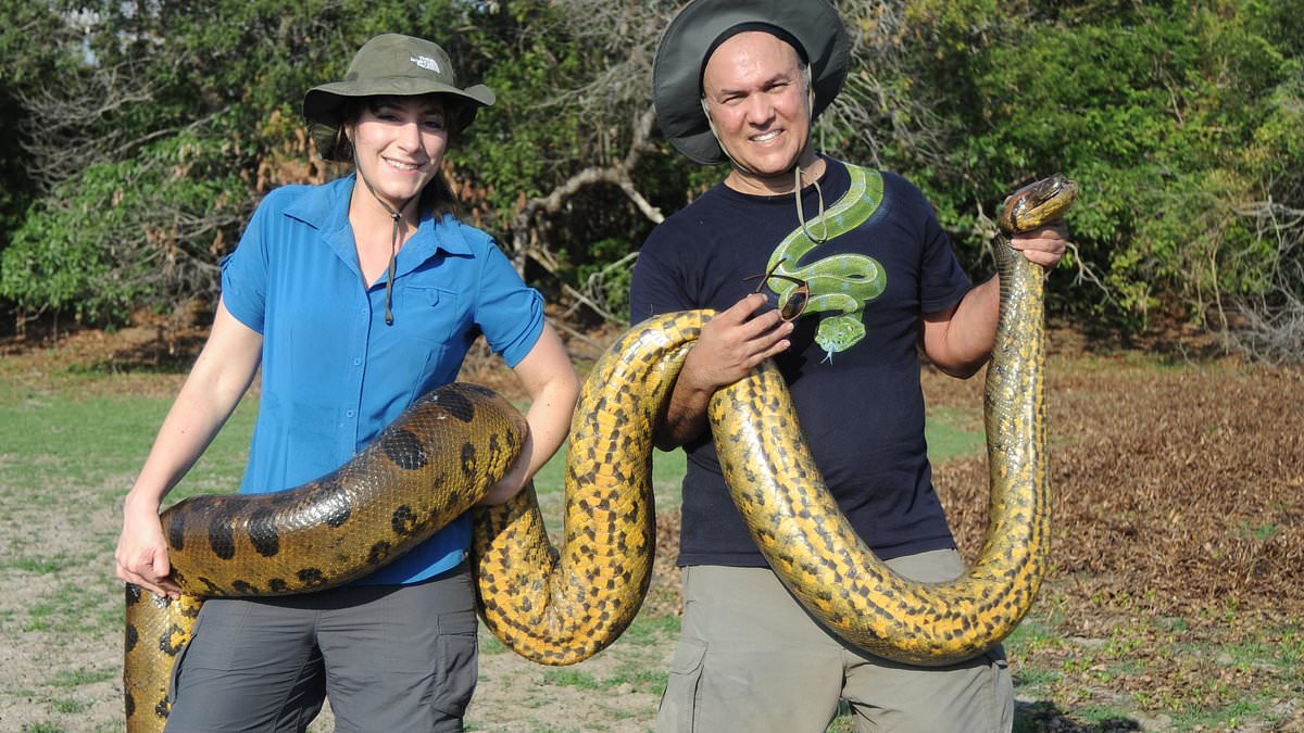 "Record-breaking Discovery: New Giant Anaconda Species Unveiled in Amazon"