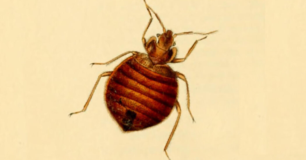 Featured image for Bed Bugs: Humanity's Ancient and Persistent Pest