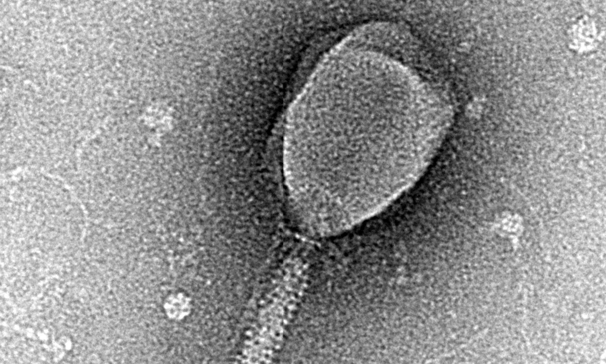 Featured image for AI's Potential to Design Deadly Biological Weapons