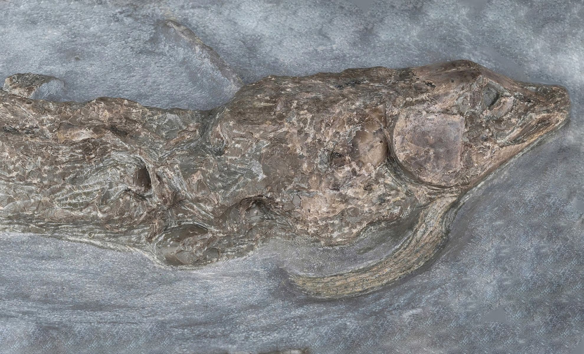 Featured image for 240-Million-Year-Old Species Discovered with Particle Accelerator