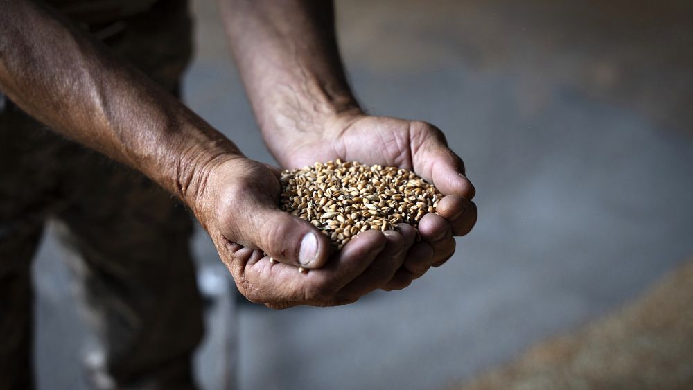EU Countries Face Legal Action from Ukraine over Grain Bans