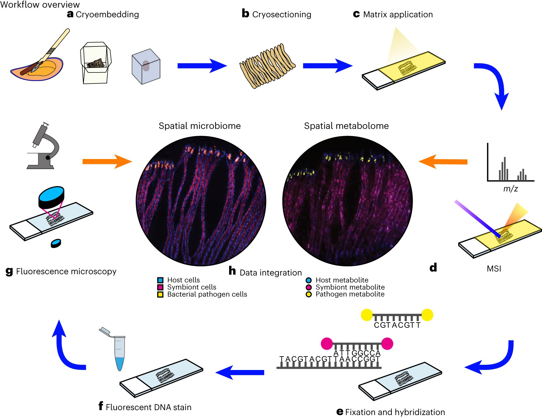 Unveiling Host-Microbe Interactions: A Novel Approach to Bacterial Metabolism