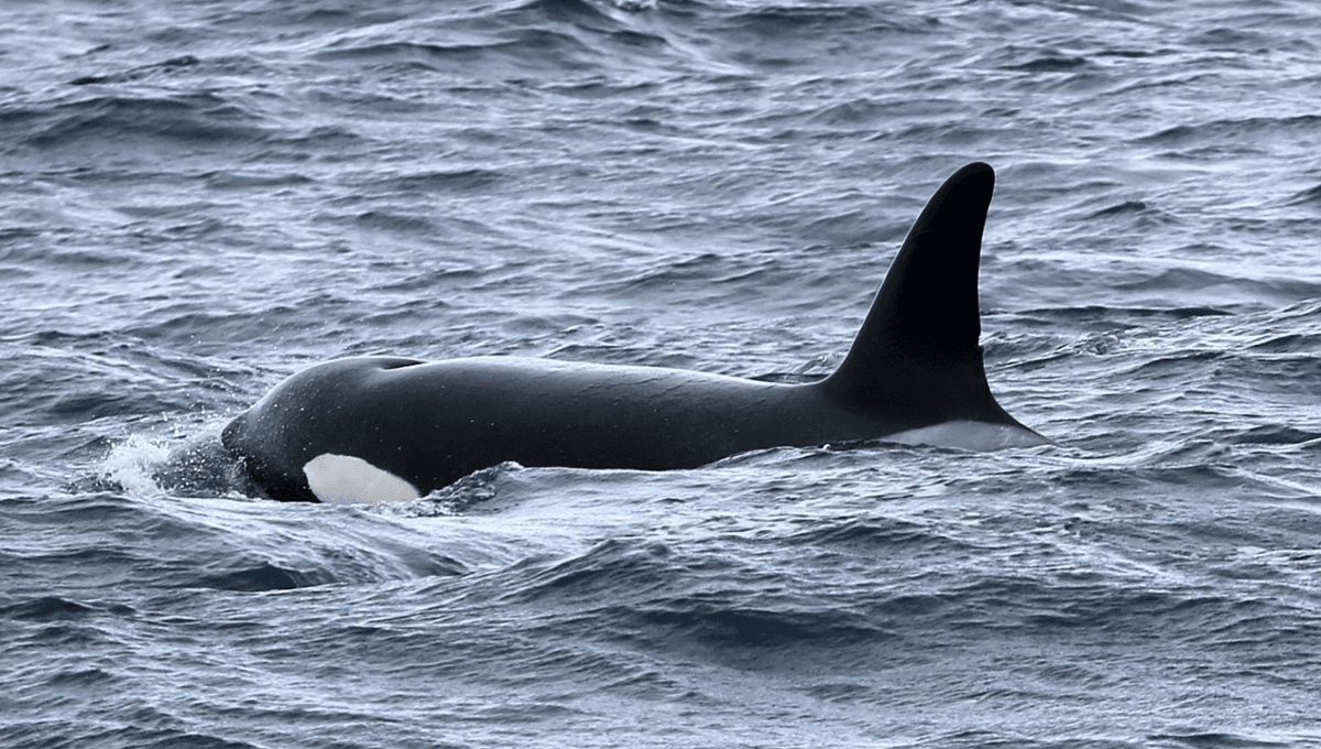Featured image for "Discovery of Mysterious Shark-Bitten Orcas Reveals New Killer Whale Population"