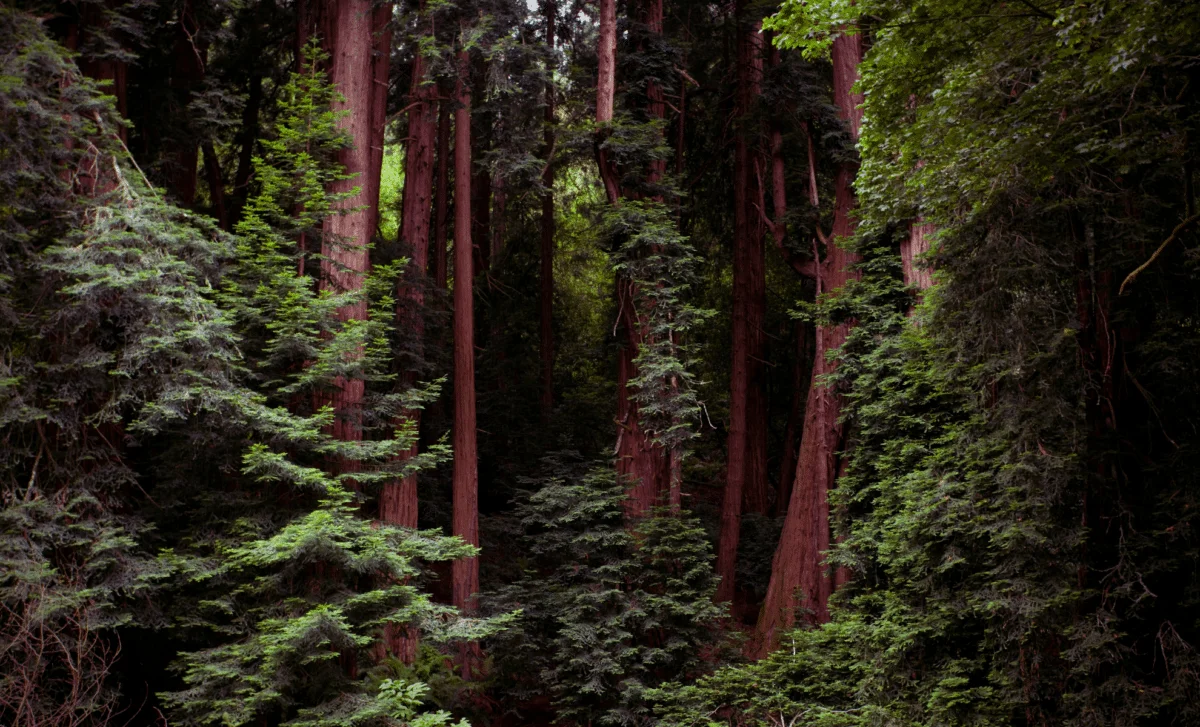 Elusive Humboldt marten resurfaces in California forests with about 500 individuals remaining