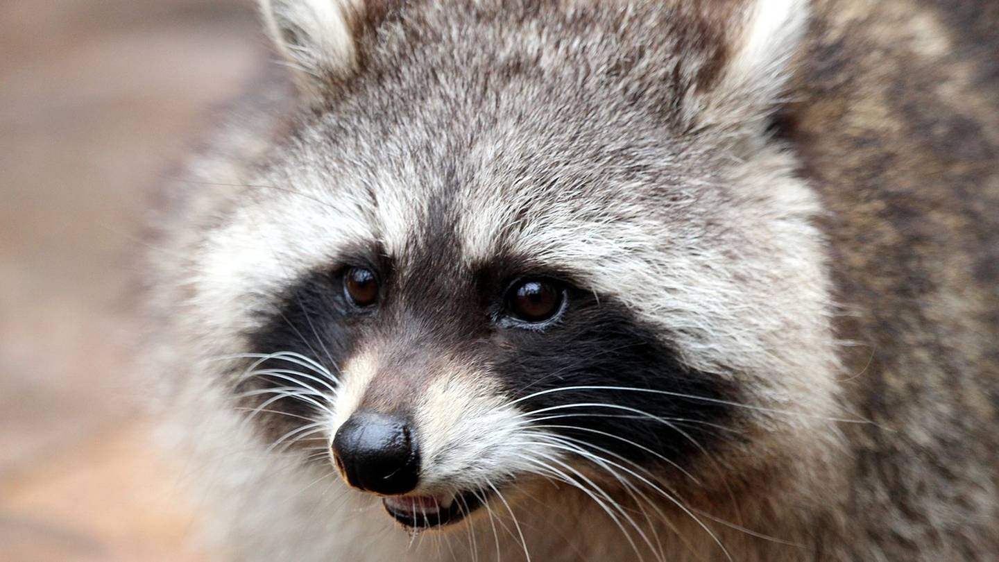 Featured image for Toddler attacked by rabid raccoon in Gwinnett County