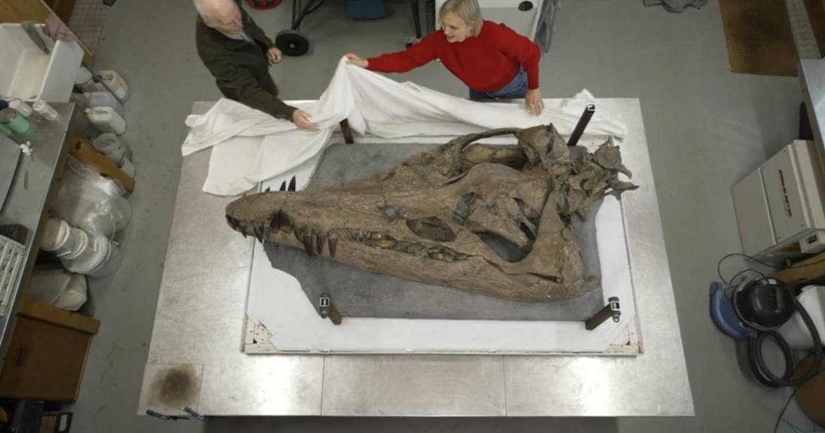Featured image for "Rare and Complete Pliosaur Skull Unearthed in U.K."