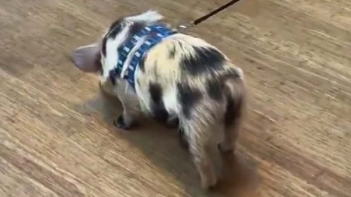 "Pet Pig Causes Chaos in Brazil Apple Store with Public Defecation"