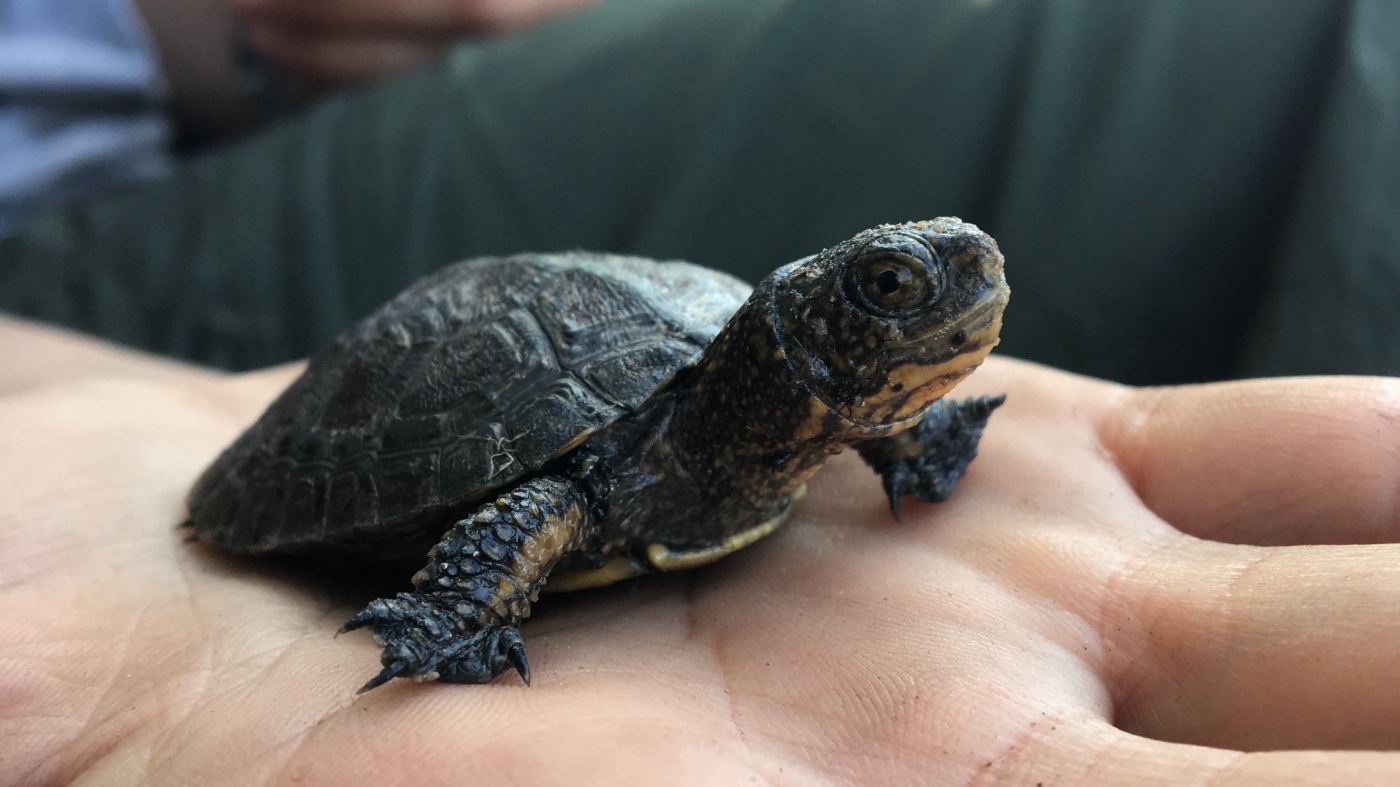 Featured image for Scientists remove invasive bullfrogs to aid Yosemite's native turtle recovery
