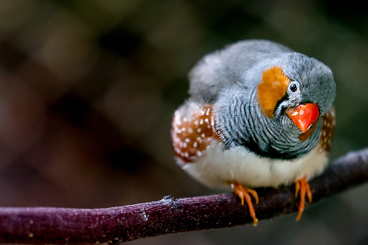 Featured image for "Uncovering the Intricacies of Birdsong with AI"