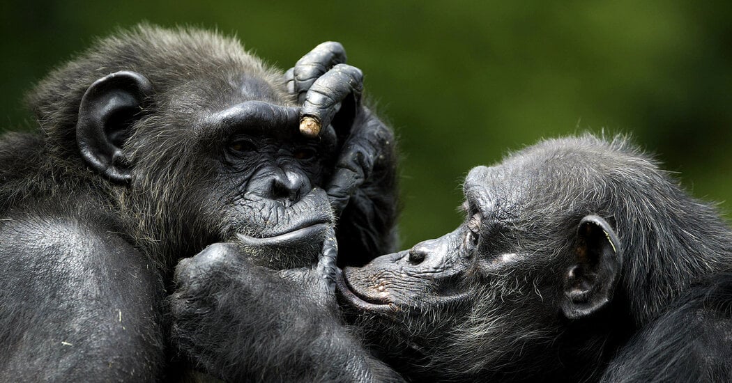 Featured image for Primate Memory: Apes Retain Recognition of Peers for Over 25 Years