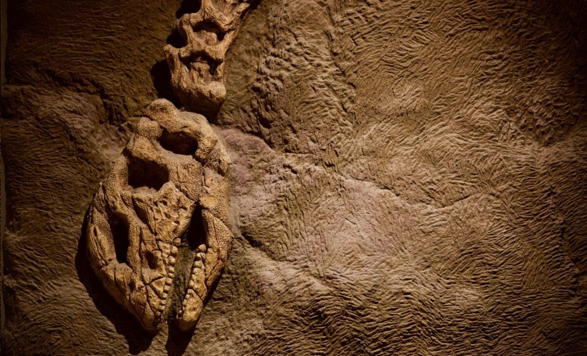 Featured image for Ancient Dinosaur Fossil Reveals Unexpected Findings in Its Throat and Stomach