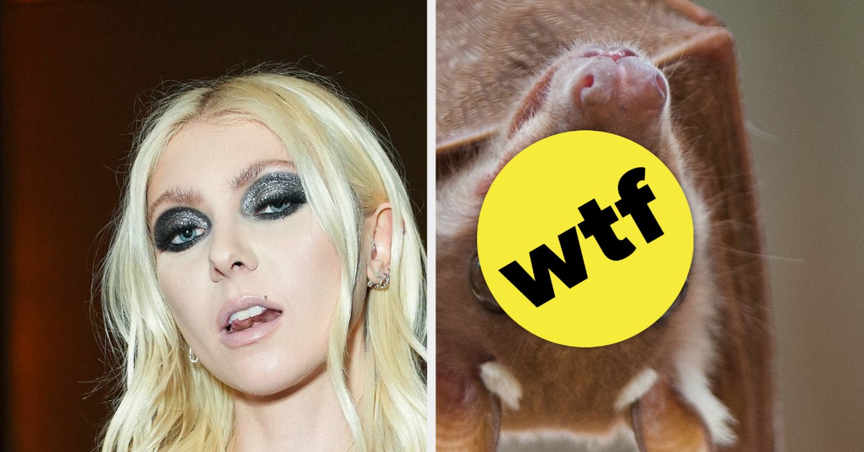 Featured image for Taylor Momsen Bitten by Bat Onstage, Requires Rabies Shots