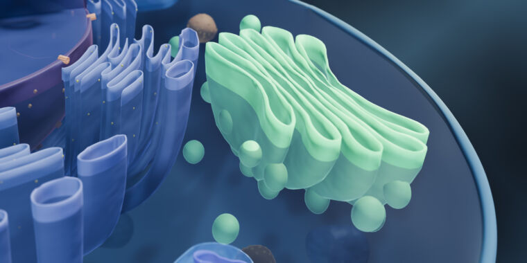 Featured image for "Ancient Microbial Ancestors: Unveiling the Origins of Multicellular Life"