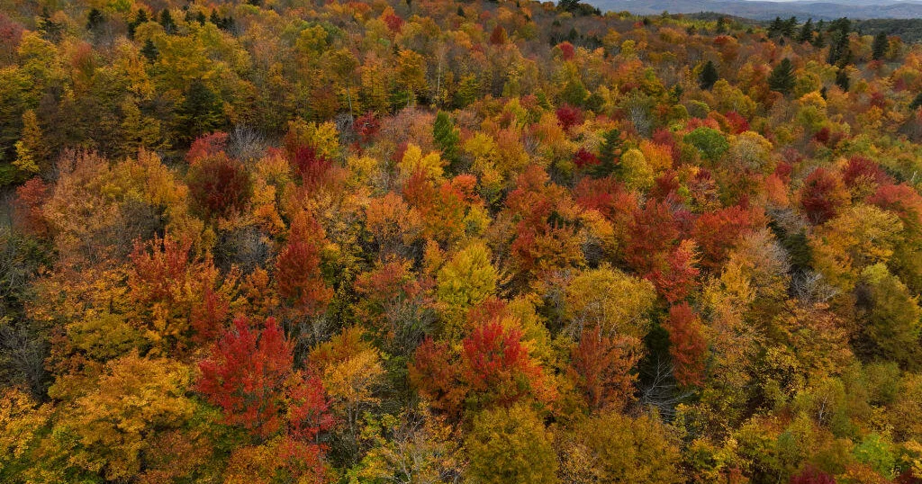 Featured image for Fall Foliage Forecast: Peak Colors and Best Viewing Conditions Across the U.S.