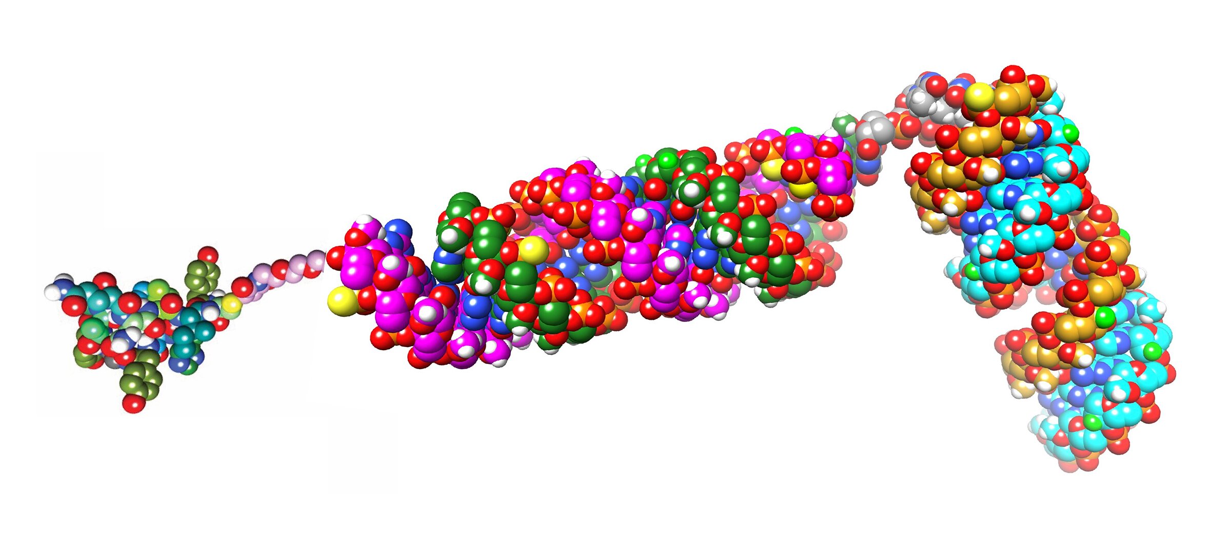 Featured image for Innovative Molecule Simultaneously Targets Tumors and Silences Two 'Undruggable' Cancer Genes