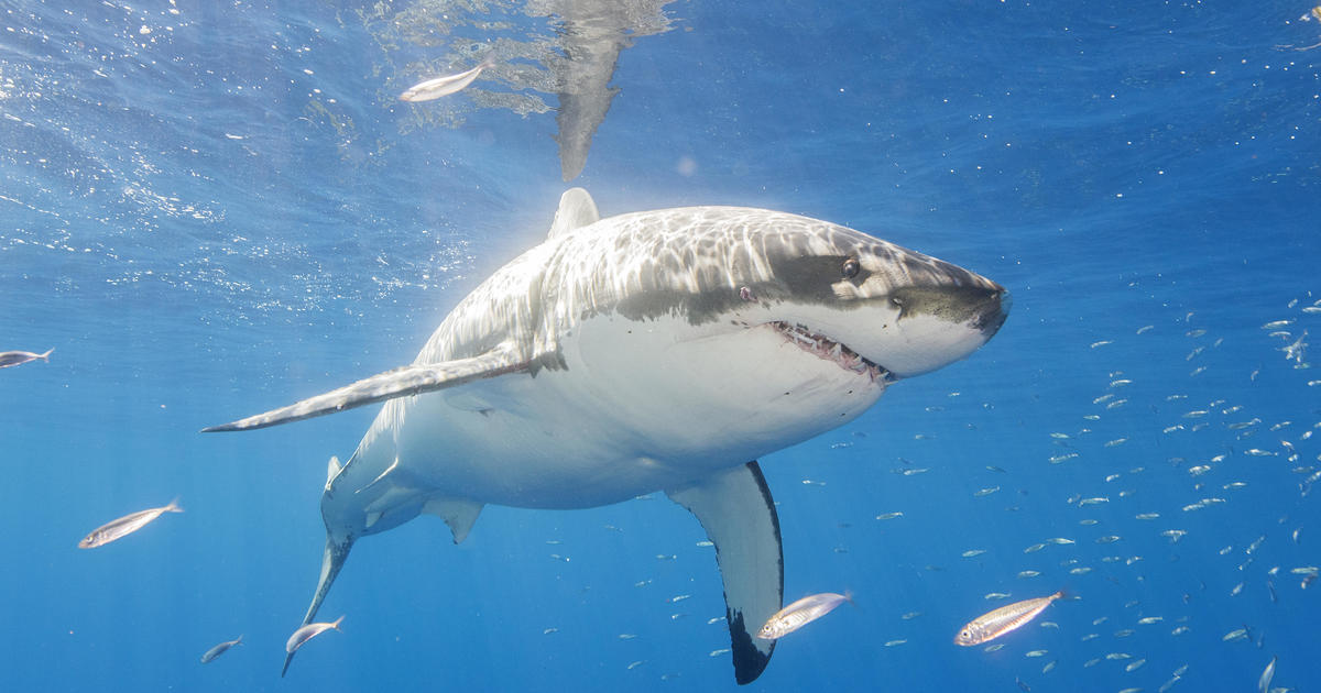 Shark Attack in Turks and Caicos Leaves American Tourist Legless
