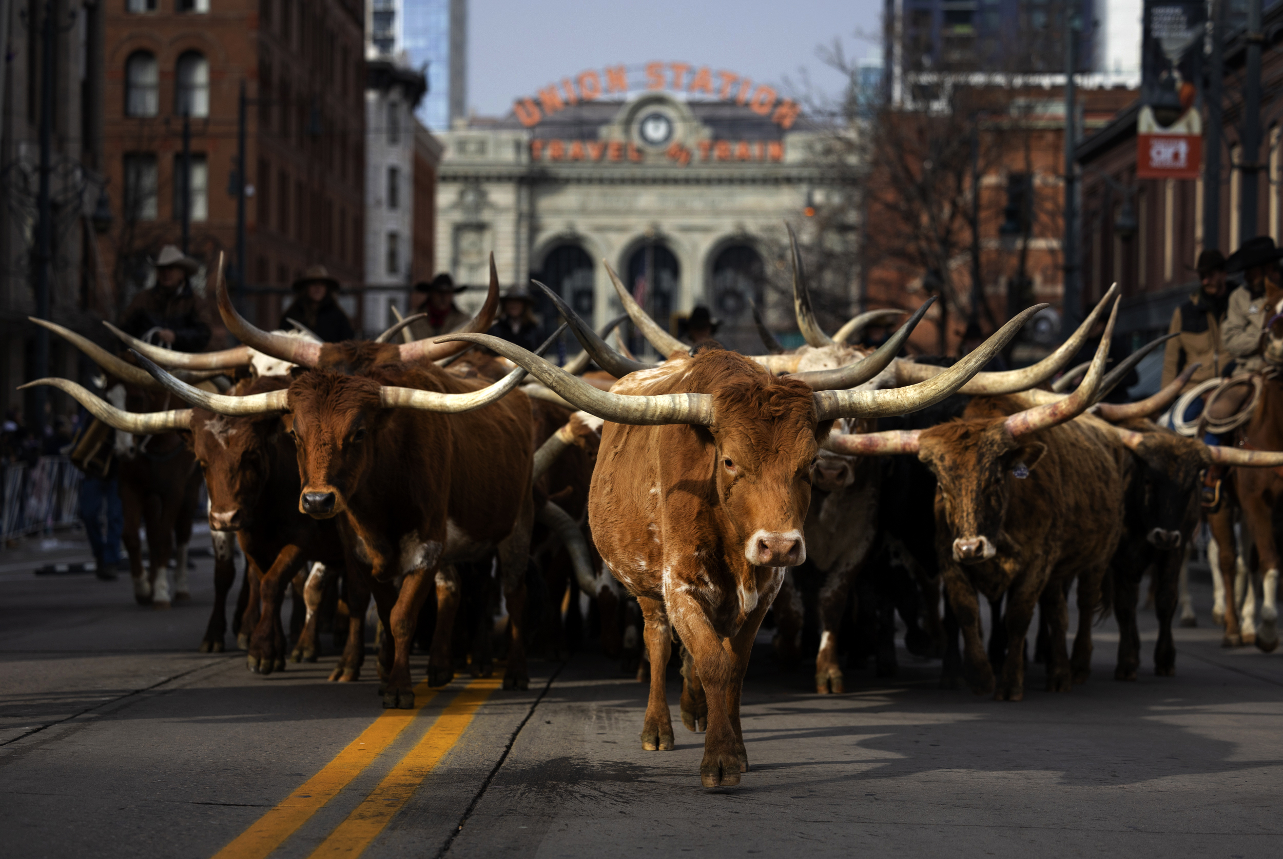 "2024 National Western Stock Show Parade: Cowboys, Cattle, and City Highlights"
