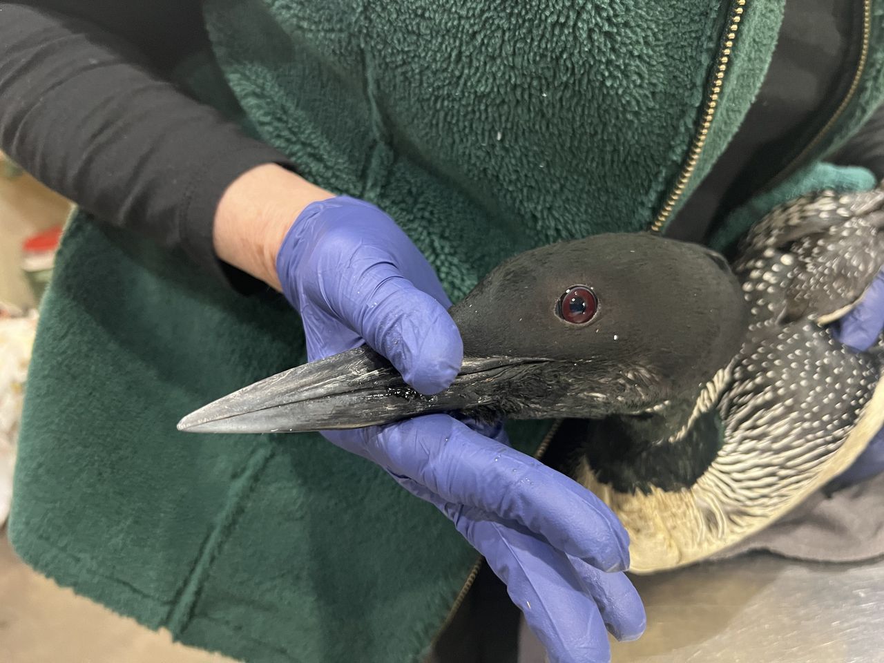 Mystery surrounds sudden death of Wisconsin's loons.