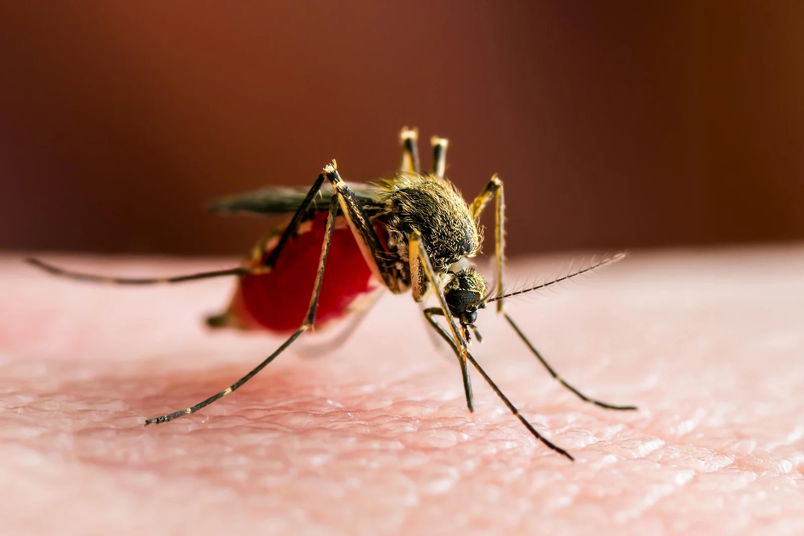 Deforestation Pushes Mosquitoes Toward Humans for Blood