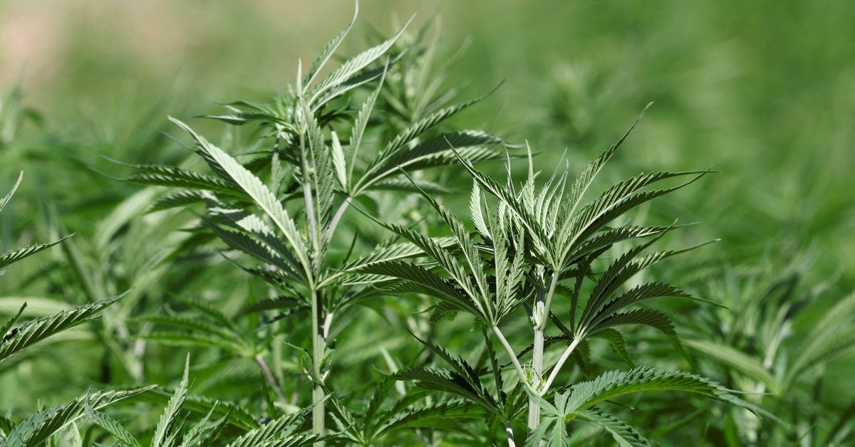 "US Eases Restrictions on Pot, Fueling Surge in Cannabis Industry"