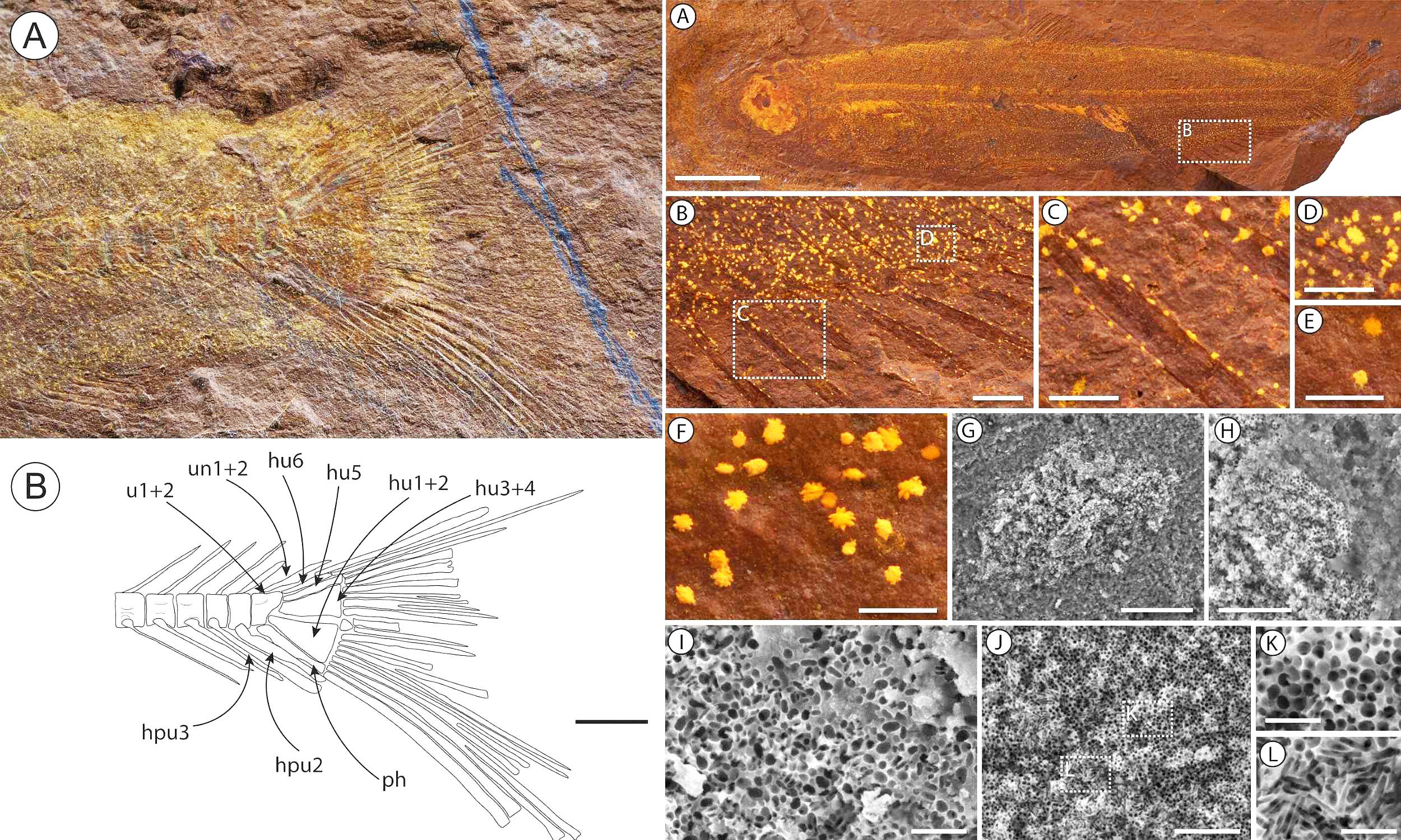 Featured image for 15-Million-Year-Old Fossil Fish Reveals Preserved Food and Impressive Preservation
