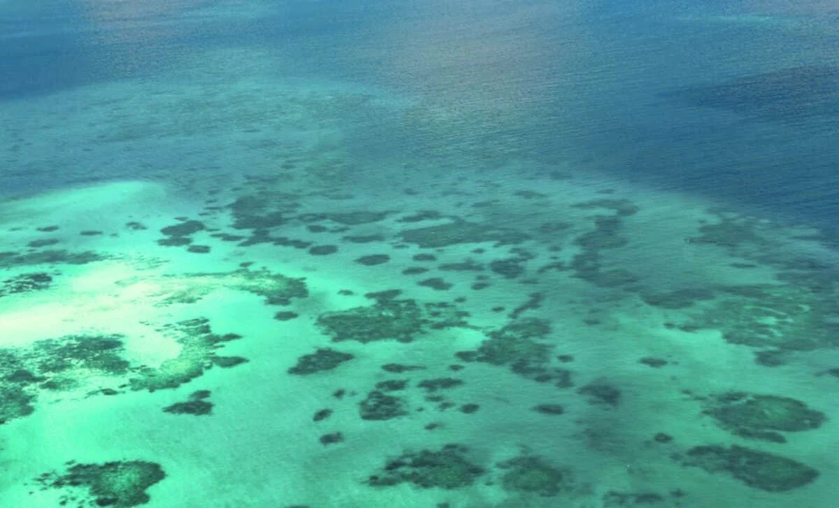 China’s 512-Million-Year-Old Fossil Bed Rewrites Early Cambrian Life