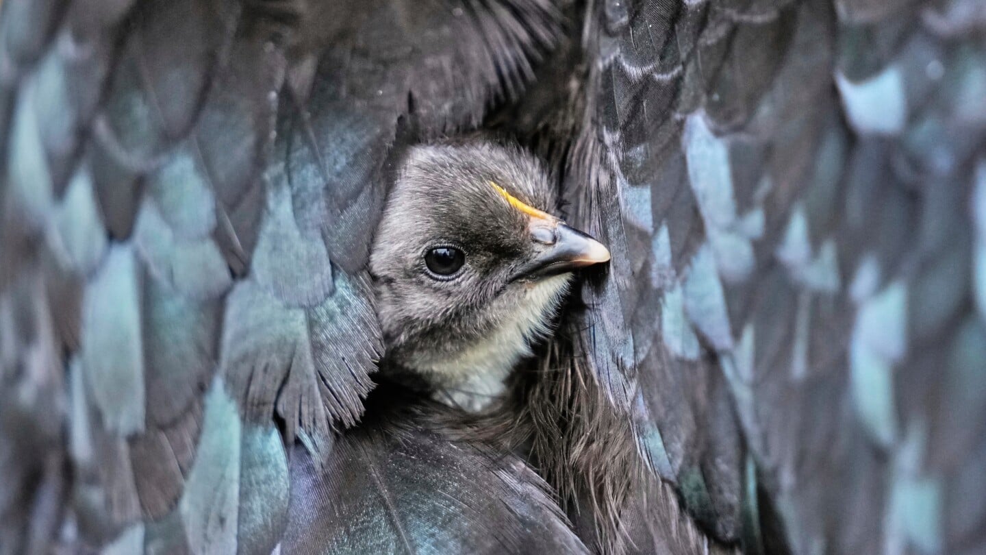 Featured image for Stunning 2025 Animal and Nature Photos by AP Photojournalists