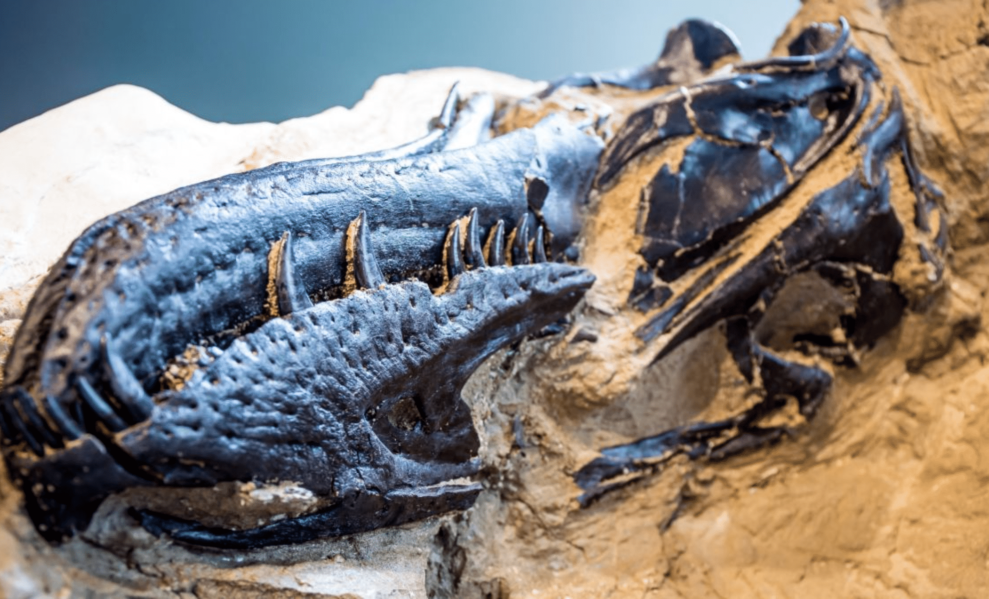 Featured image for Scientists Discover New Tyrannosaur Species, Reshaping Dinosaur History