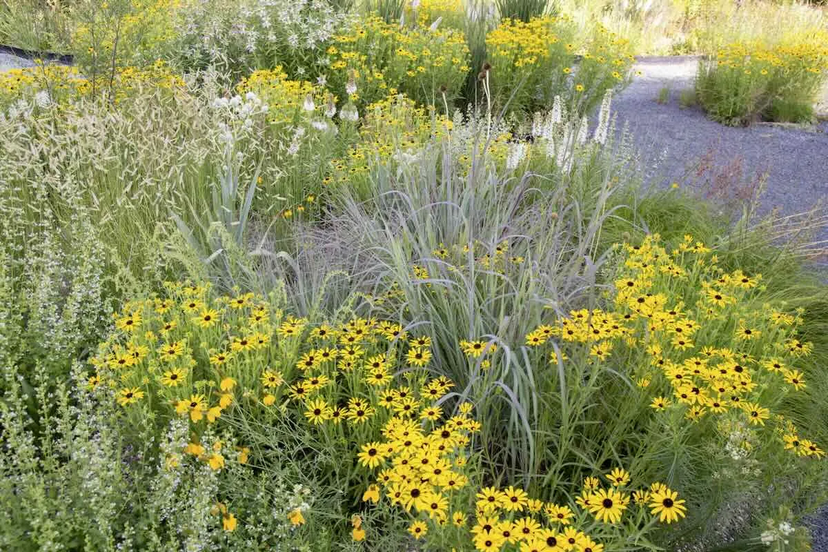 Featured image for Kelly Norris on Designing for Ecological Abundance