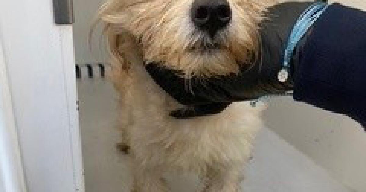 Featured image for Police Officer Rescues and Adopts Puppy Found in Trash Compactor in Gardena