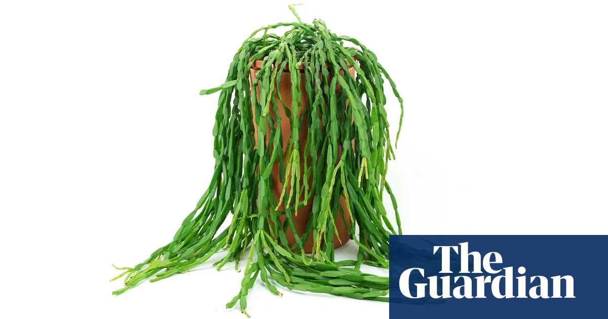 Featured image for "Chain Cactus: The Perfect Houseplant for Low-Maintenance Plant Parents"