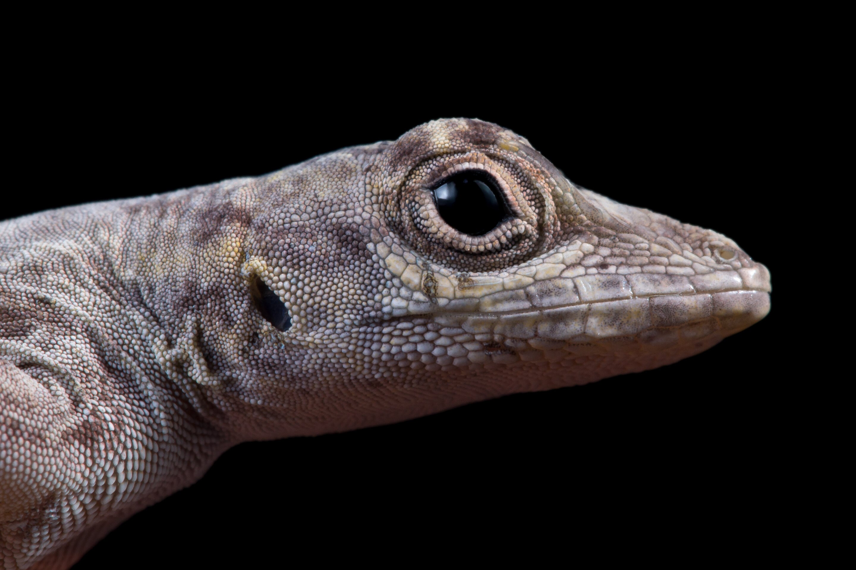 Featured image for "Groundbreaking Lizard Study Shakes Up Evolutionary Biology"