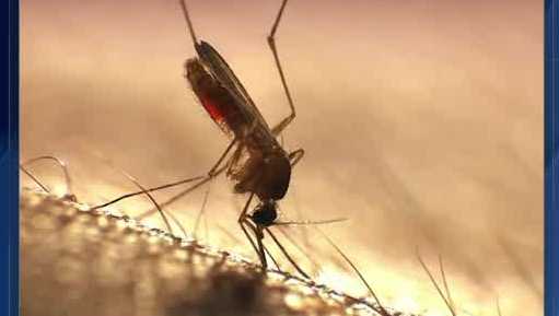 Featured image for West Nile Virus Activity Surges in Sacramento's Hotspots