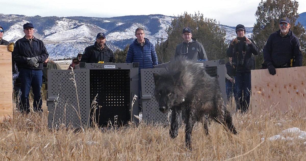 Featured image for Controversial Wolf Reintroduction Program in Colorado Releases 5 Wolves