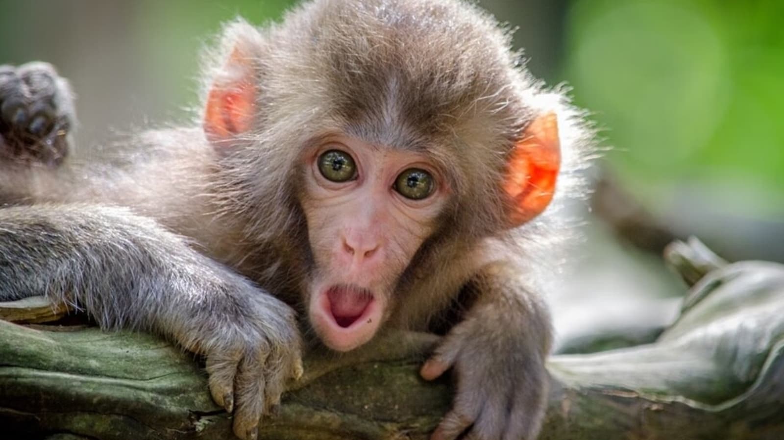 Featured image for "Understanding and Preventing Monkey Fever: Karnataka's Recent Outbreak"
