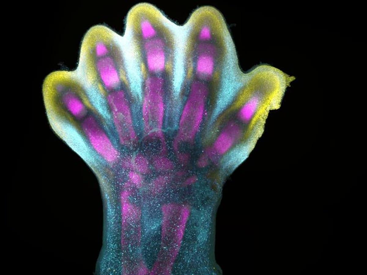 Featured image for Unveiling the Intricacies of Human Limb Development: A Comprehensive Atlas