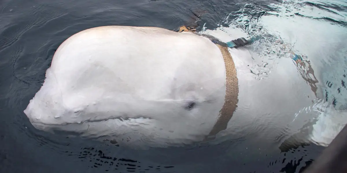 Featured image for Beluga Whale Suspected as Russian Spy Spotted in Sweden