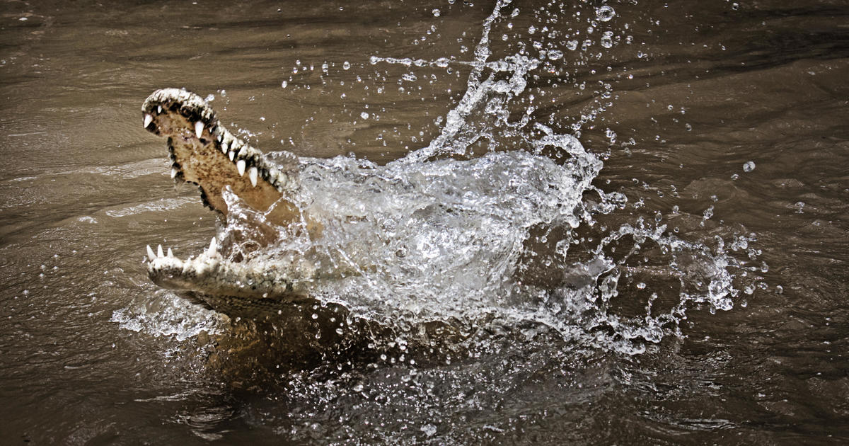 Crocodiles found with human remains believed to be missing Australian fisherman.