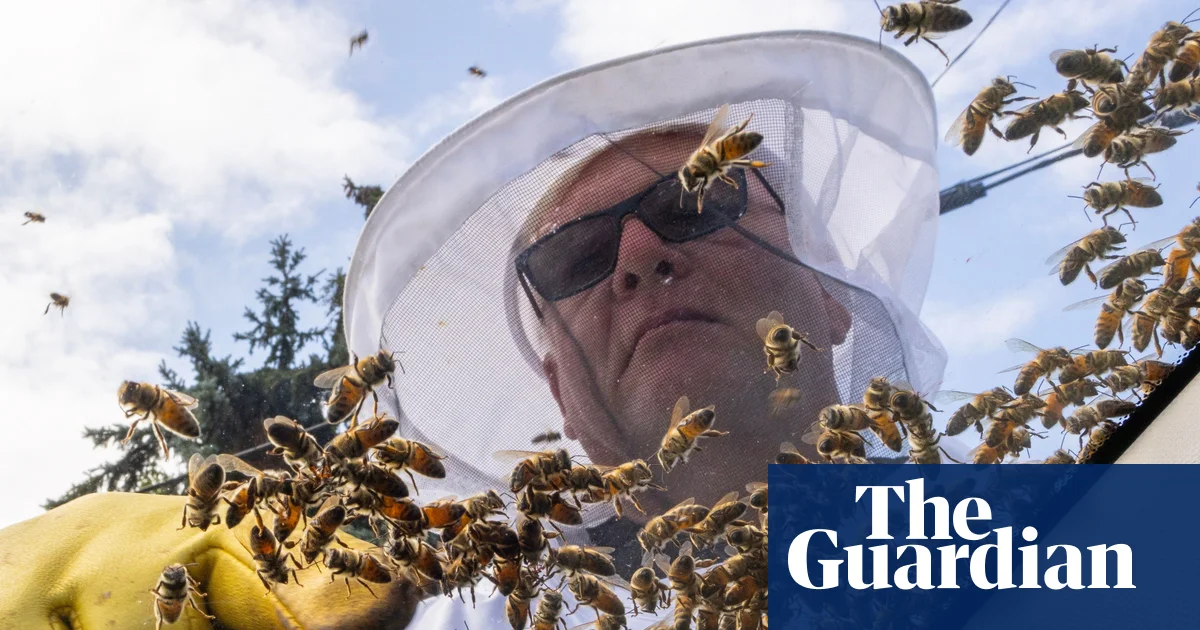 Featured image for Bee Emergency: 5 Million Bees Escape Onto Ontario Roadway
