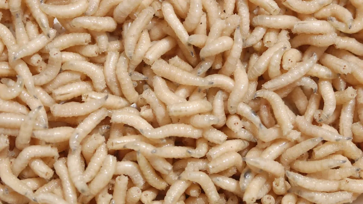 Plastic-eating maggots gain weight on polyurethane diet, study finds