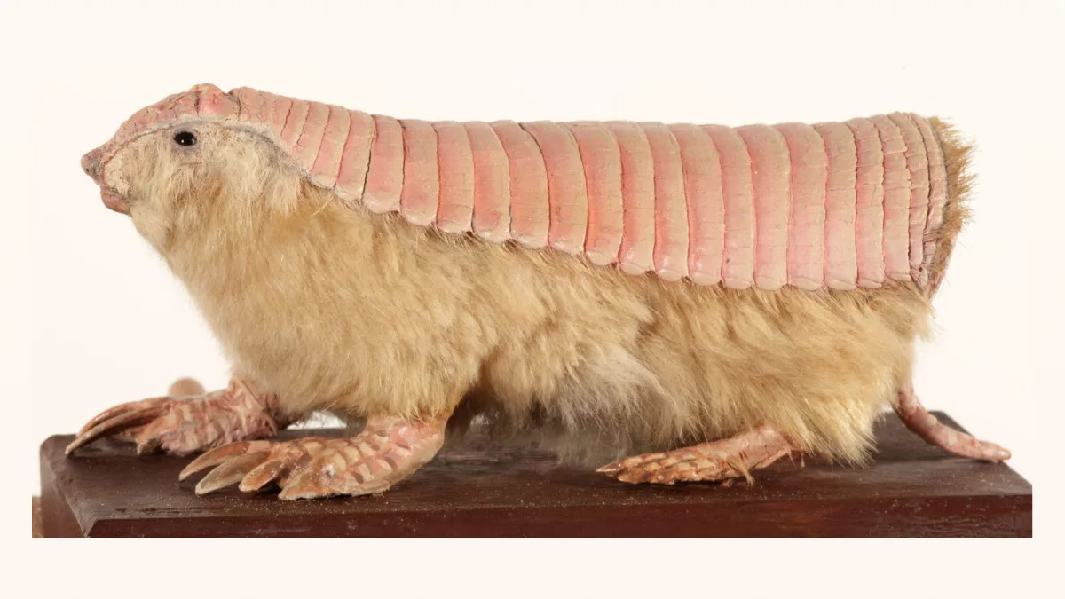"Pink Fairy Armadillos: Unusual Double Skin Sets Them Apart from Other Mammals"