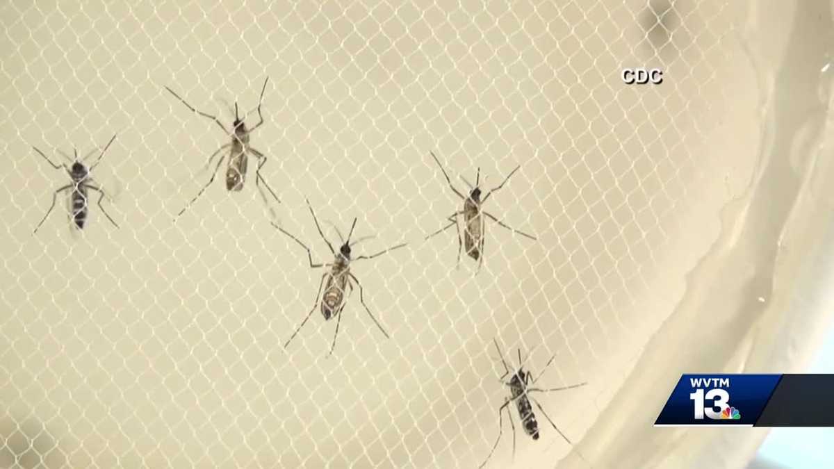 Featured image for "Dengue Fever Threatens U.S. Amid Record Latin American Outbreak"