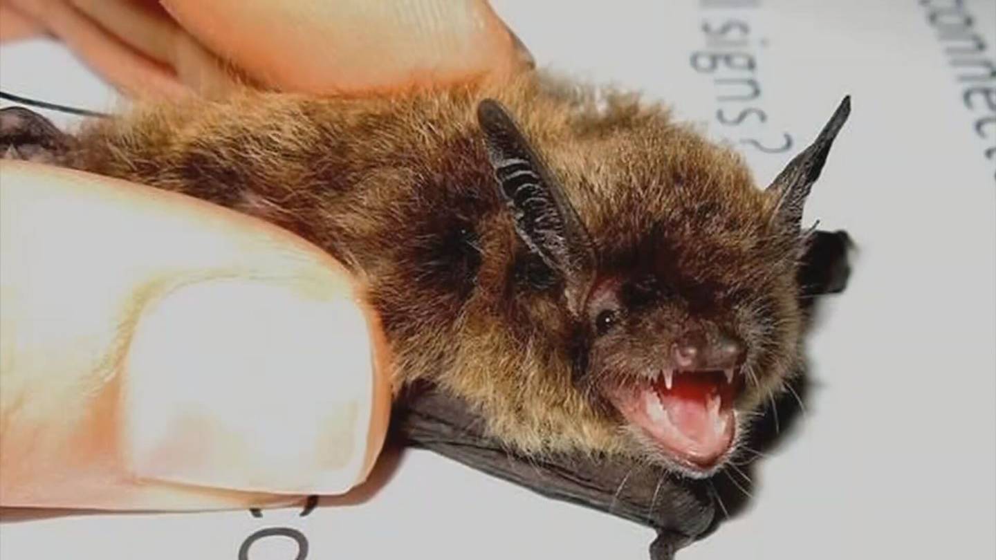 Rabid bat cases raise concerns for pet safety in Washington counties