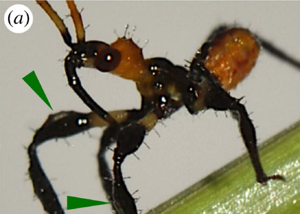 Bug Uses Tool, Surprising Scientists