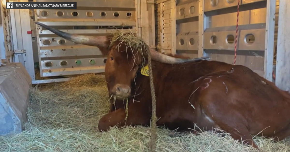 Featured image for "Bull Escapes Train Tracks in Newark, Finds Sanctuary"