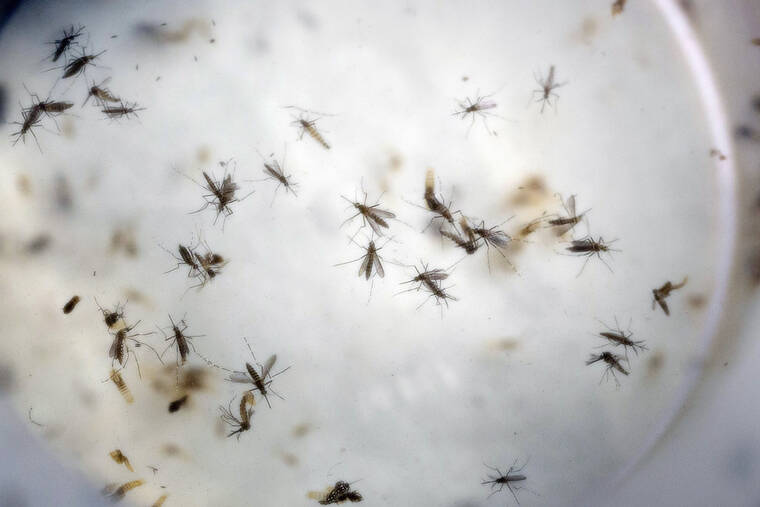 Featured image for "Dengue Outbreak Hits Hawaii's Travelers"