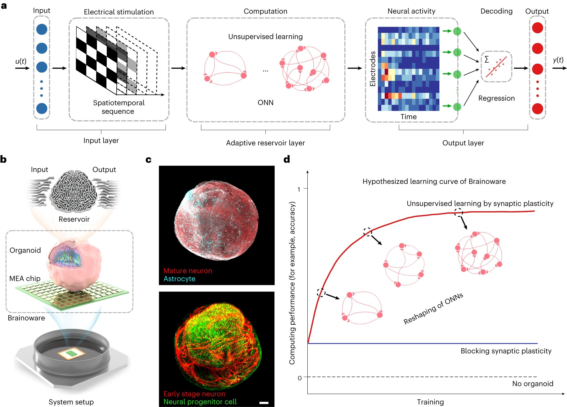 Featured image for "Biochip Merges Brain Tissue and Electronics for Advanced Voice Recognition and Machine Learning"