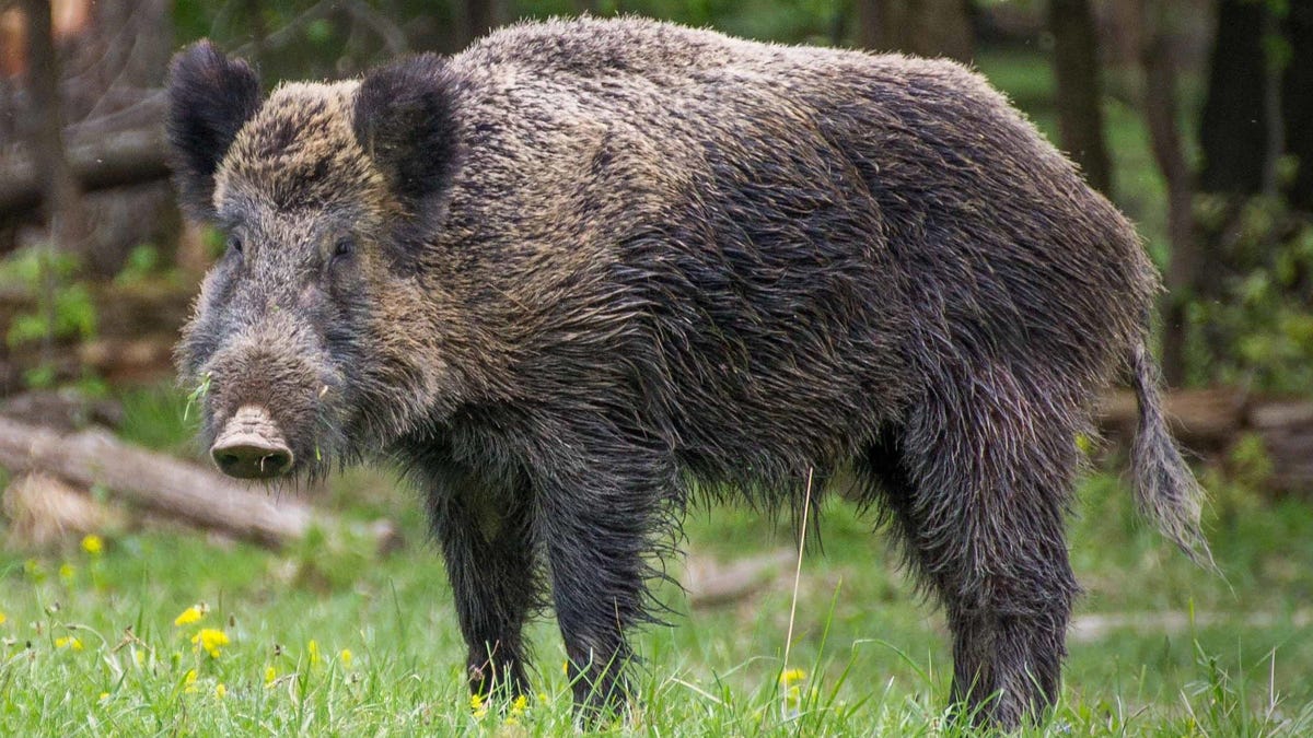 Radioactive Wild Boars in Europe Linked to Nuclear Weapons Testing