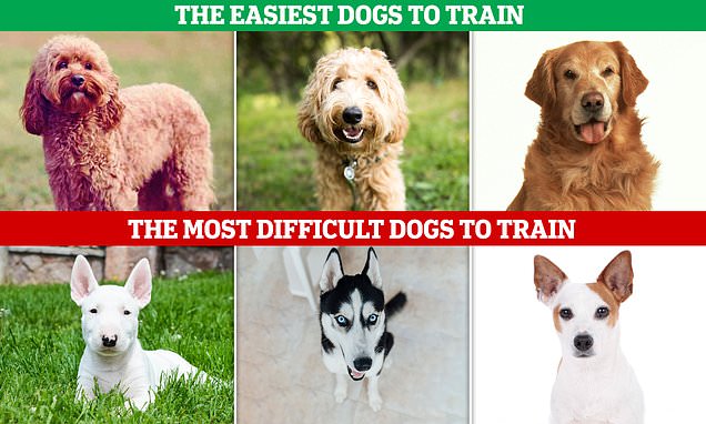 Ranking of Dog Breeds by Trainability - Is Your Dog on the List?