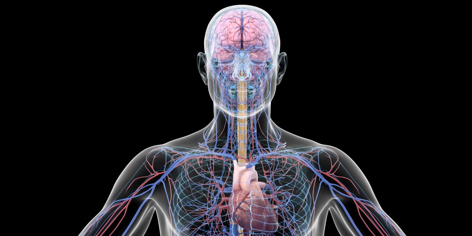 Featured image for High-Fat Milkshakes Impair Brain Blood Flow and Function